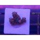 WWC STRAWBERRY INDONESIA