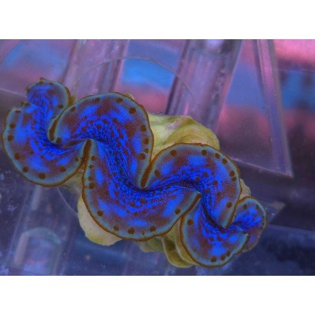TRIDACNA MAXIMA ULTRA