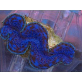 TRIDACNA MAXIMA ULTRA