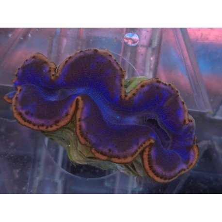 TRIDACNA MAXIMA ULTRA