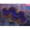 TRIDACNA MAXIMA ULTRA
