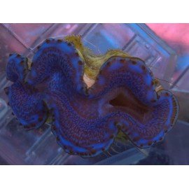TRIDACNA MAXIMA ULTRA