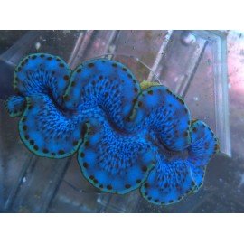 TRIDACNA MAXIMA ULTRA