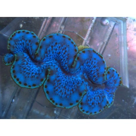 TRIDACNA MAXIMA ULTRA