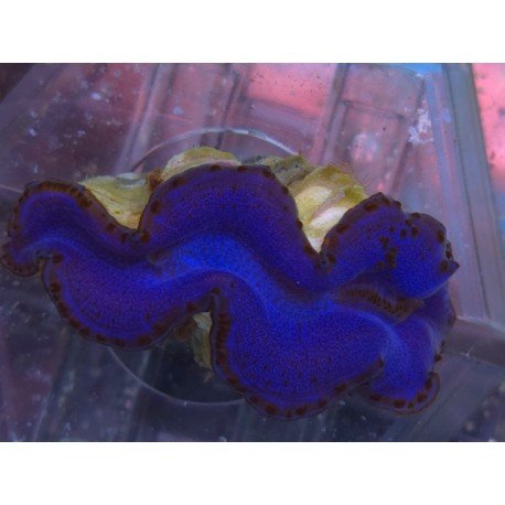 TRIDACNA MAXIMA ULTRA