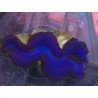 TRIDACNA MAXIMA ULTRA