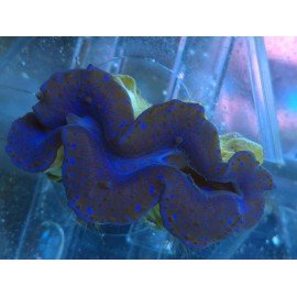 TRIDACNA MAXIMA ULTRA