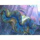 TRIDACNA MAXIMA ULTRA