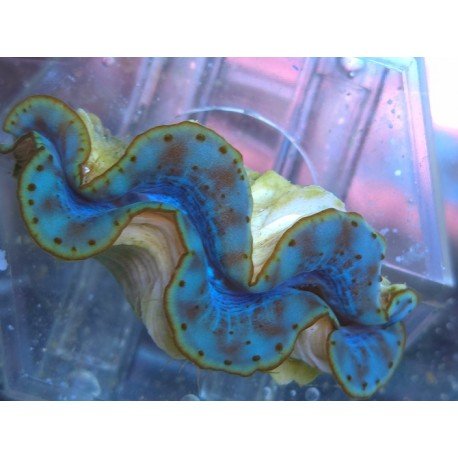 TRIDACNA MAXIMA ULTRA