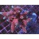 PINK PANTER MILLE
