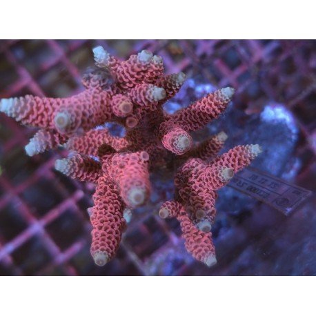 PINK PANTER MILLE