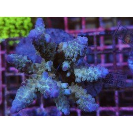 SEABED NEW ACRO