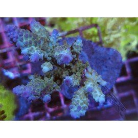 SEABED NEW ACRO
