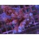 RED FLAMINGO LORIPES
