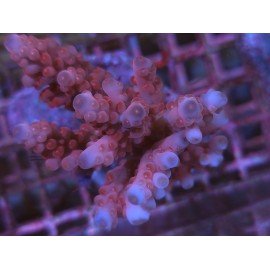 RED FLAMINGO LORIPES