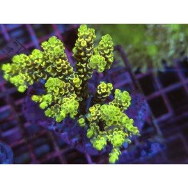 YELLOW WOLVERINE VERMICULATA