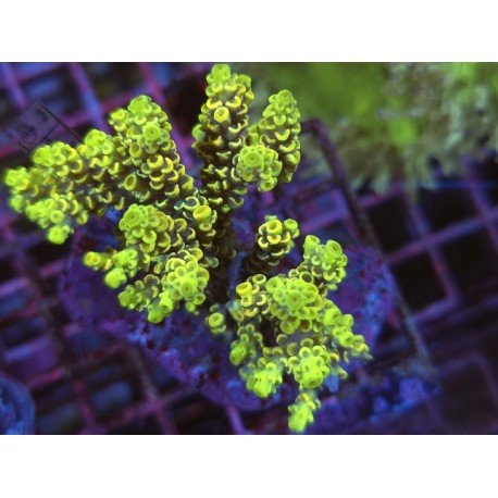 YELLOW WOLVERINE VERMICULATA