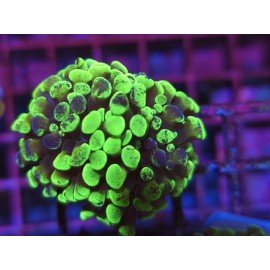 PARANCORA GRAFTED