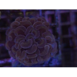 PARANCORA PURPLE