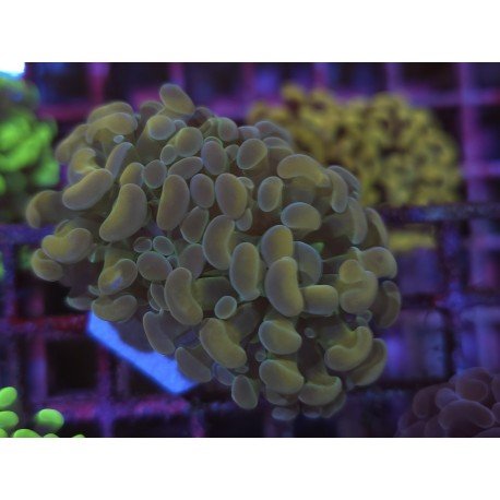 PARANCORA GOLD&GREEN