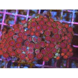 COLONIA ZOANTHUS PINK ZIPPER