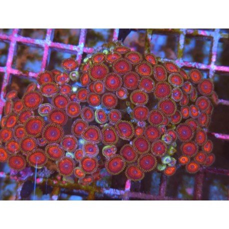 COLONIA ZOANTHUS PINK ZIPPER