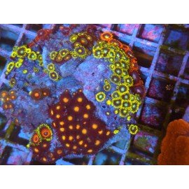 COLONIA ZOANTHUS PREMIUM XL 