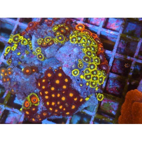 COLONIA ZOANTHUS PREMIUM XL 