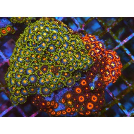 COLONIA ZOANTHUS PREMIUM XL 