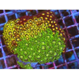 COLONIA ZOANTHUS PREMIUM XL 