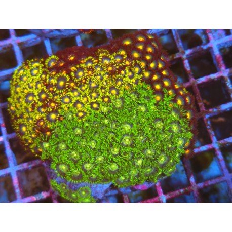 COLONIA ZOANTHUS PREMIUM XL 