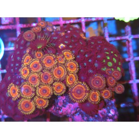 COLONIA ZOANTHUS PREMIUM XL 