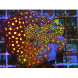 COLONIA ZOANTHUS PREMIUM XL 