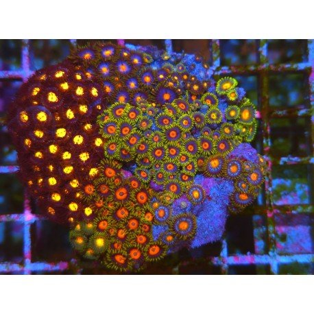 COLONIA ZOANTHUS PREMIUM XL 