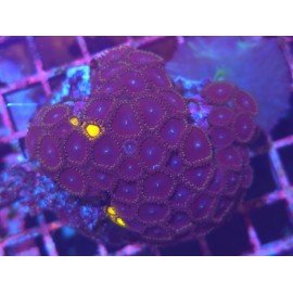 COLONIA ZOANTHUS PREMIUM XL 