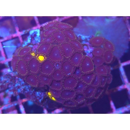 COLONIA ZOANTHUS PREMIUM XL 