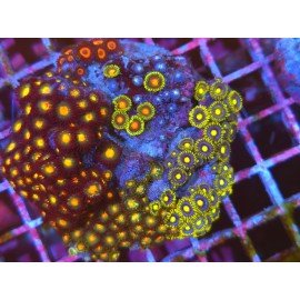 COLONIA ZOANTHUS PREMIUM XL 