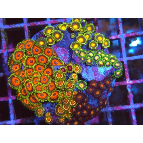 COLONIA ZOANTHUS PREMIUM XL 