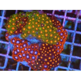 COLONIA ZOANTHUS PREMIUM XL 