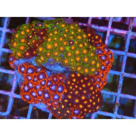 COLONIA ZOANTHUS PREMIUM XL 