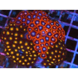 COLONIA ZOANTHUS PREMIUM XL 