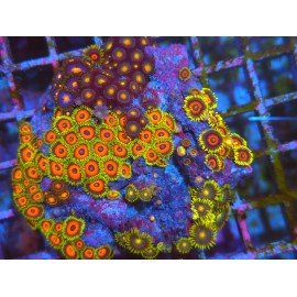 COLONIA ZOANTHUS PREMIUM XL 