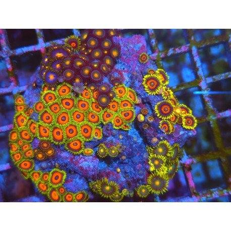 COLONIA ZOANTHUS PREMIUM XL 