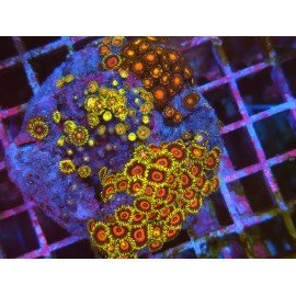 COLONIA ZOANTHUS PREMIUM XL 