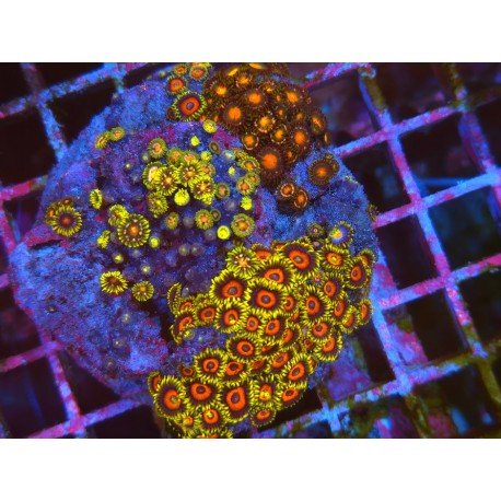 COLONIA ZOANTHUS PREMIUM XL 