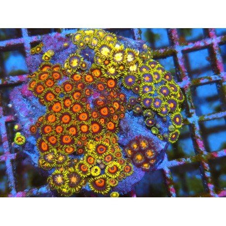 COLONIA ZOANTHUS PREMIUM XL 