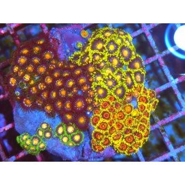 COLONIA ZOANTHUS PREMIUM XL 