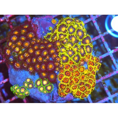 COLONIA ZOANTHUS PREMIUM XL 