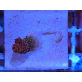 MILLEPORA RED
