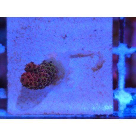 MILLEPORA RED